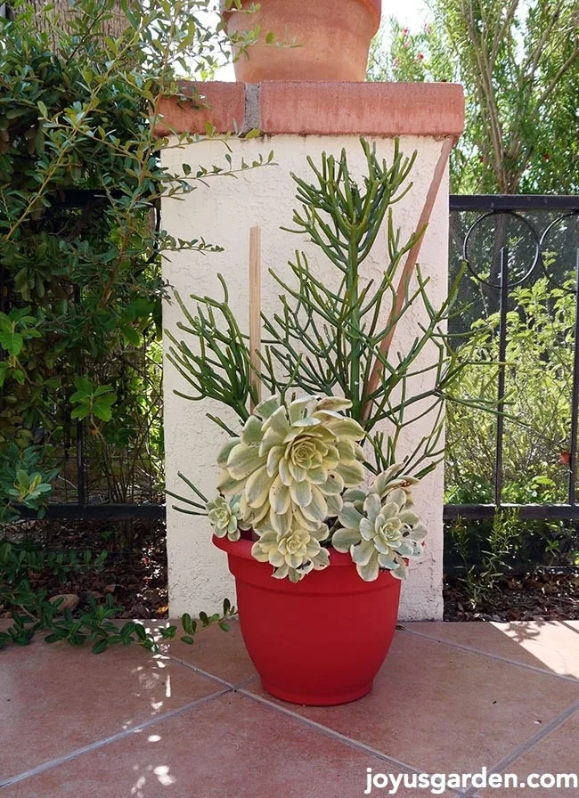 pencil cactus cuttings potting