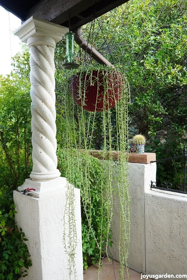 Repotted Hanging Succulent