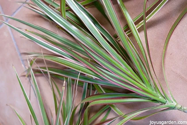 dracaena marginata pruning