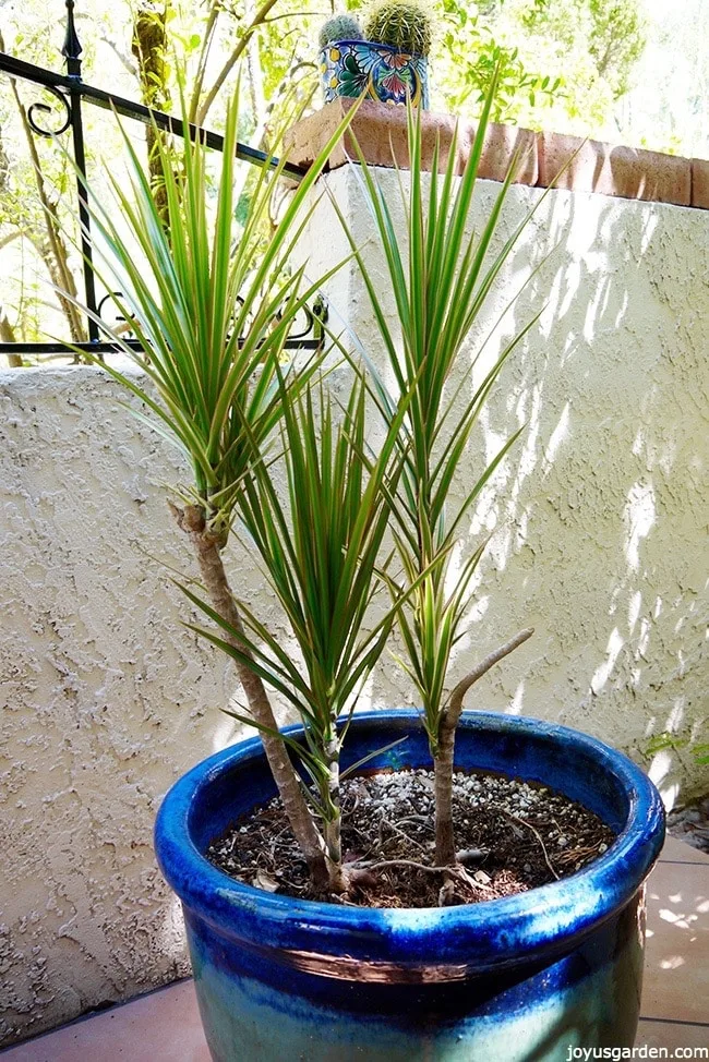 dracaena marginata pruning