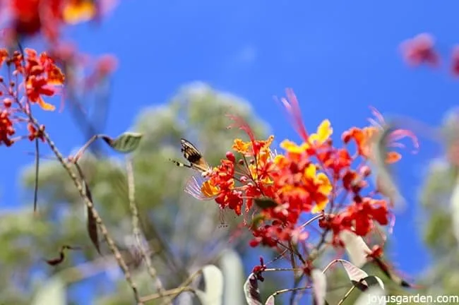 close up of a butterfly on a red bird of paradise flower