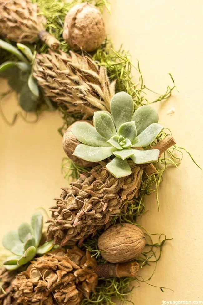 An Easy DIY: A Succulent, Magnolia Cone & Walnut Adorned Wreath