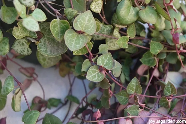 close up of string of hearts or rosary vine trails