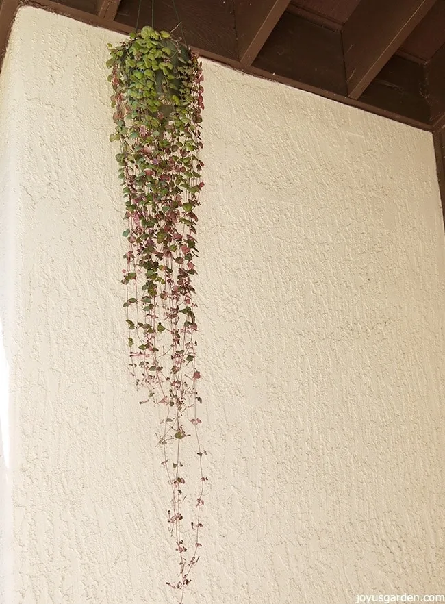 a string of hearts vine with 6' trails hangs in front of a white wall