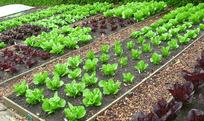 organic vegetable gardening