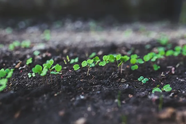 organic vegetable gardening