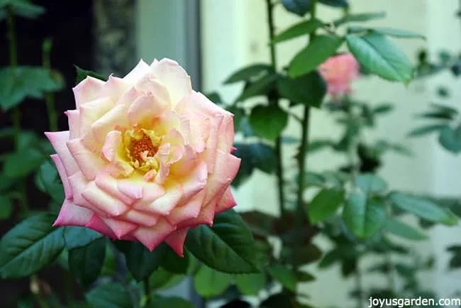 Neglected Rose Update: It’s Blooming Away Like Crazy