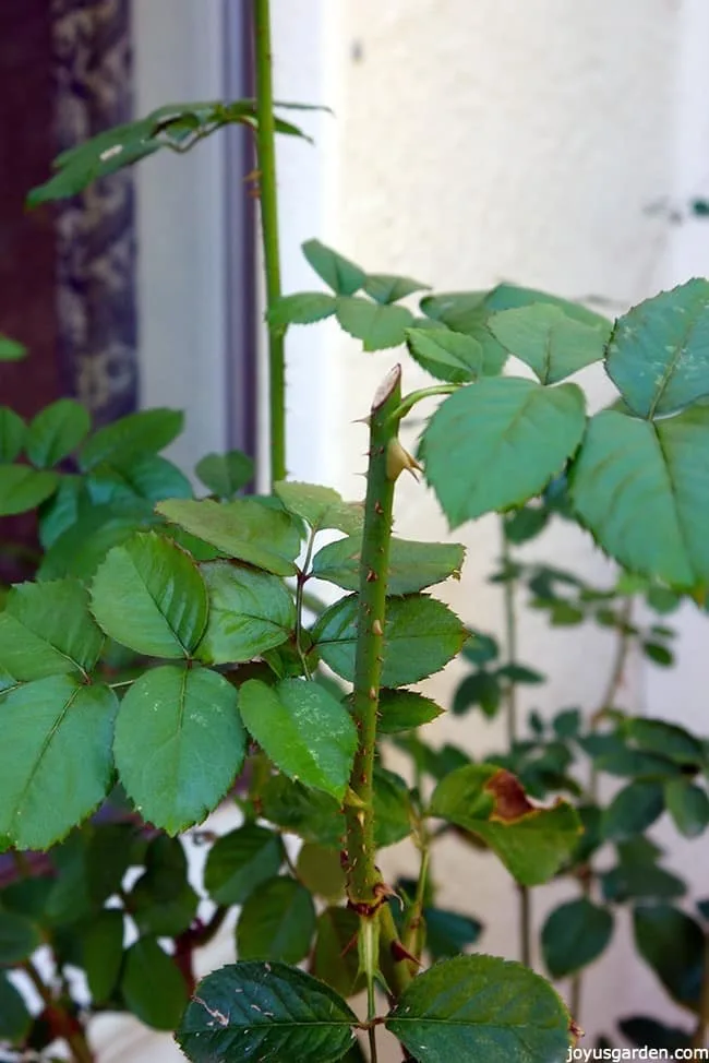 pruning rejuvenating rose