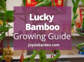 Lucky Bamboo Care: A Unique Houseplant