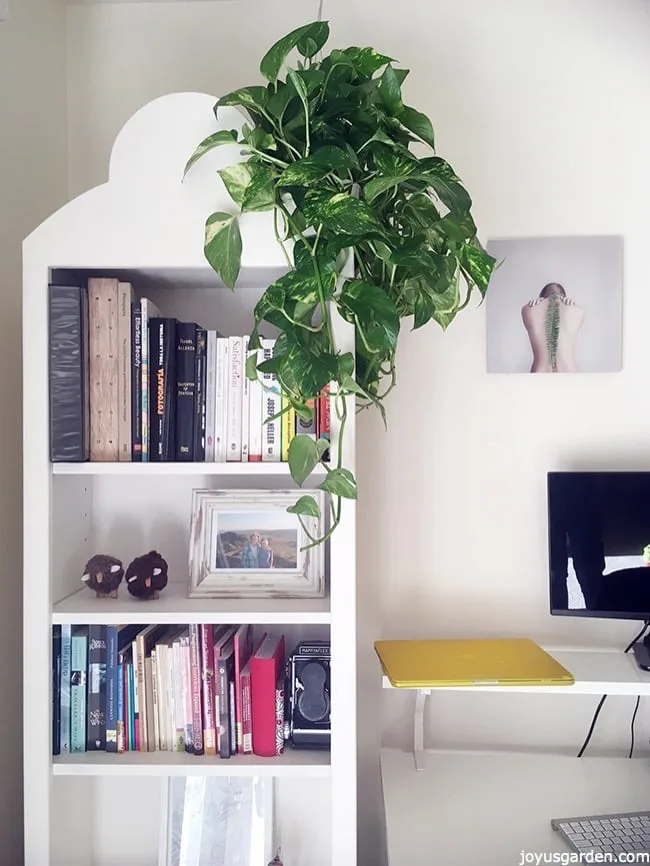 a pothos with long trails grows on top of a white bookshelf the text reads New To Gardening? 11 Reasons Why Pothos Is The Houseplant For You