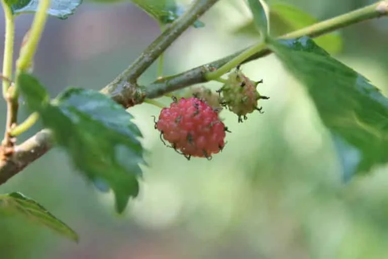 natural-plant-fertilizers