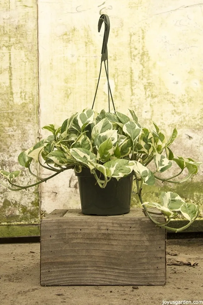 a white & green variegated pothos sits on a wooden block this is pothos glacier