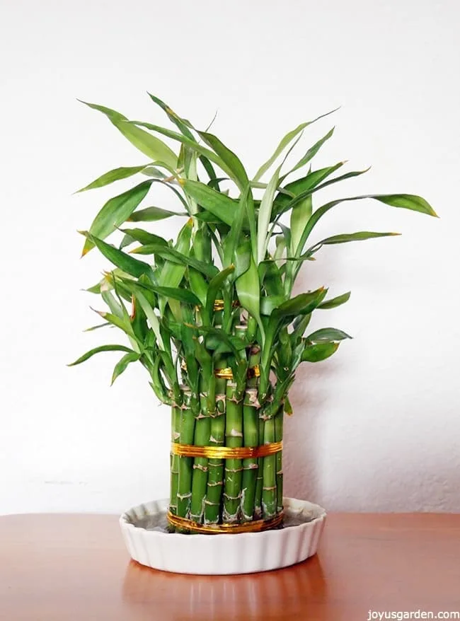 an arrangement of lucky bamboo tied with gold foil ties grows in a low white dish