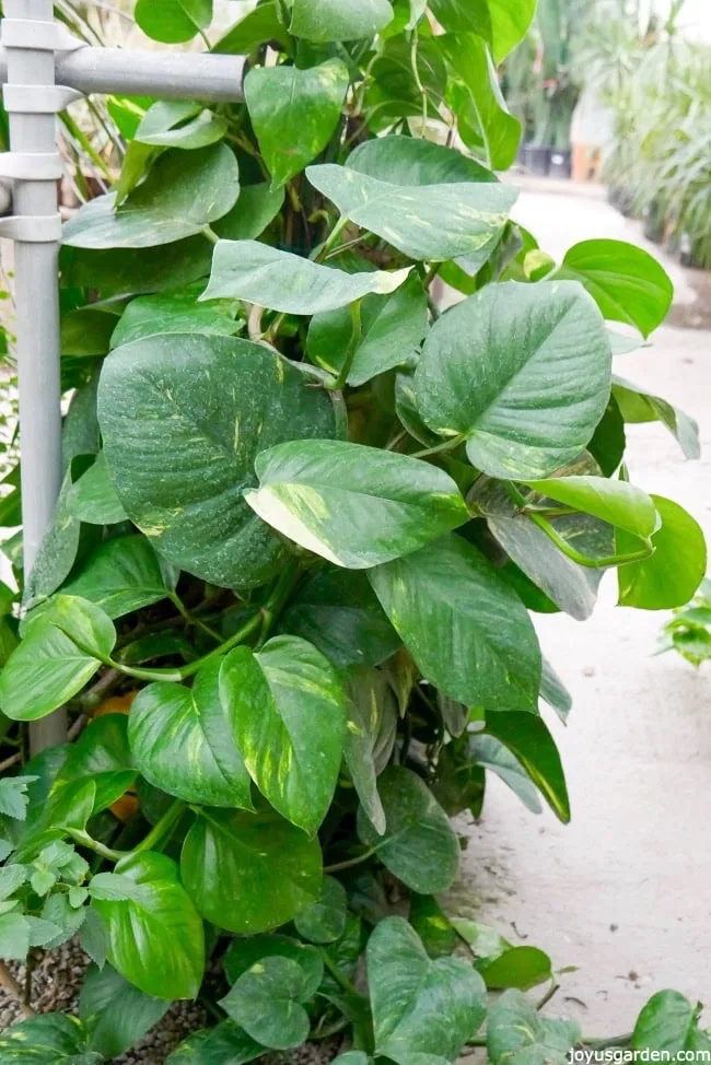 close up of a golden pothos