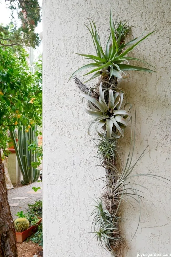 air plant display cholla wood