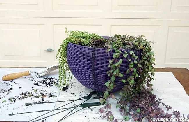 Basket of hanging succulents