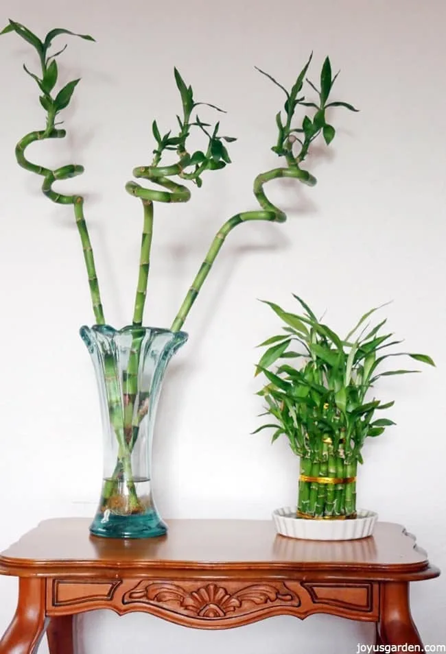 3 spiral stalks of lucky bamboo & a low arrangement of lucky bamboo in a white dish sit sit on a table