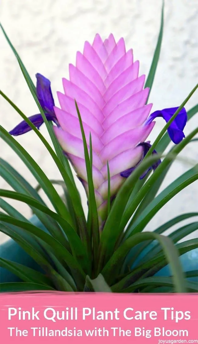 Close up of a pink quill tillandsia with the pink quill & purple flowers the text reads Pink Quill Plant Care Tips: the tillandsia with the big pink bloom.