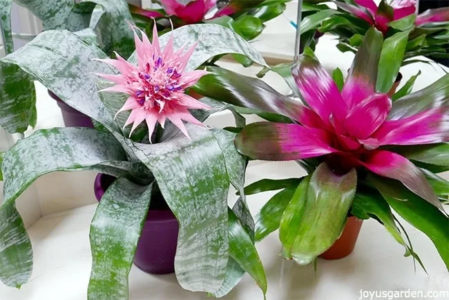 An aechmea bromelaid plant with a large pink flower & a guzmania bromeliad plant sit side by side.