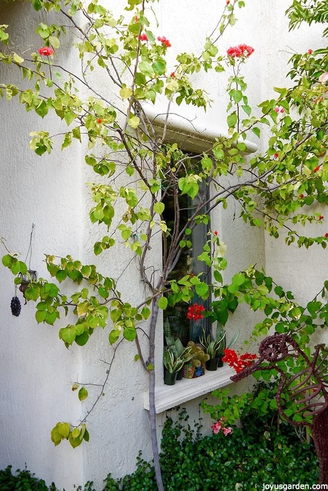 bougainvillea growing up side of wall