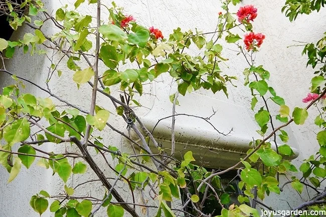 bougainvillea growing up side of wall