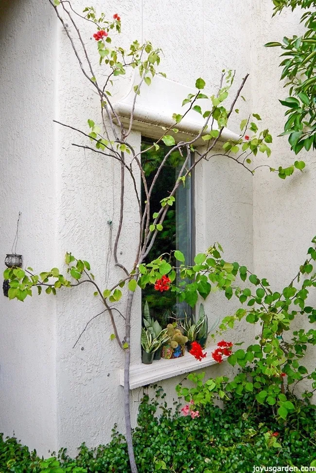 bougainvillea growing up side of wall