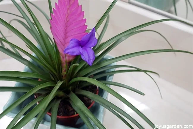 Close up of a pink quill plant with the big pink quill and 1 purple flower.