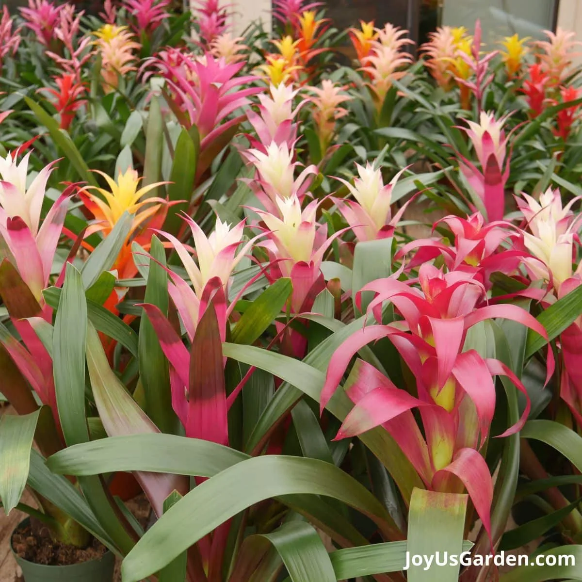 Guzmania's sitting on a plant table in a nursery range in colors from whitish-pink to orangish-red. 