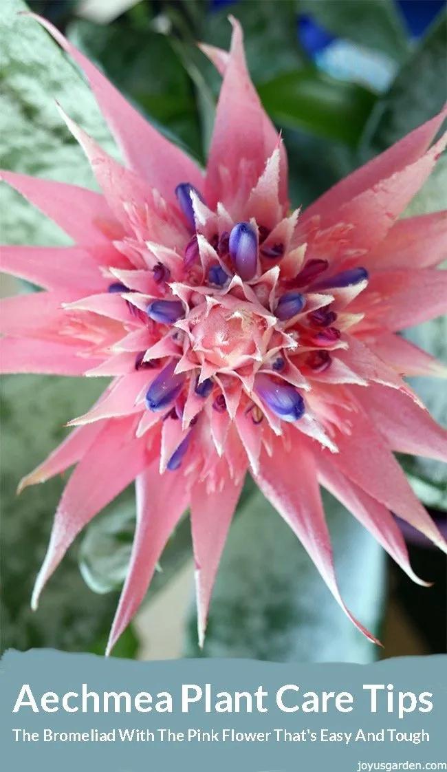 Close up of a pink aechmea bromeliad flower the text reads Aechmea Plant Care Tips: The Bromeliad With The Pink Flower That’s Easy And Tough.