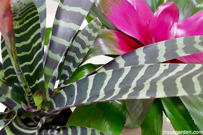 close up of vriesea & neoregelia bromeliads