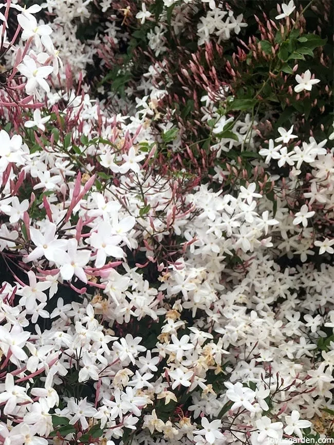 Grow Pink Jasmine Vine for endless blooms