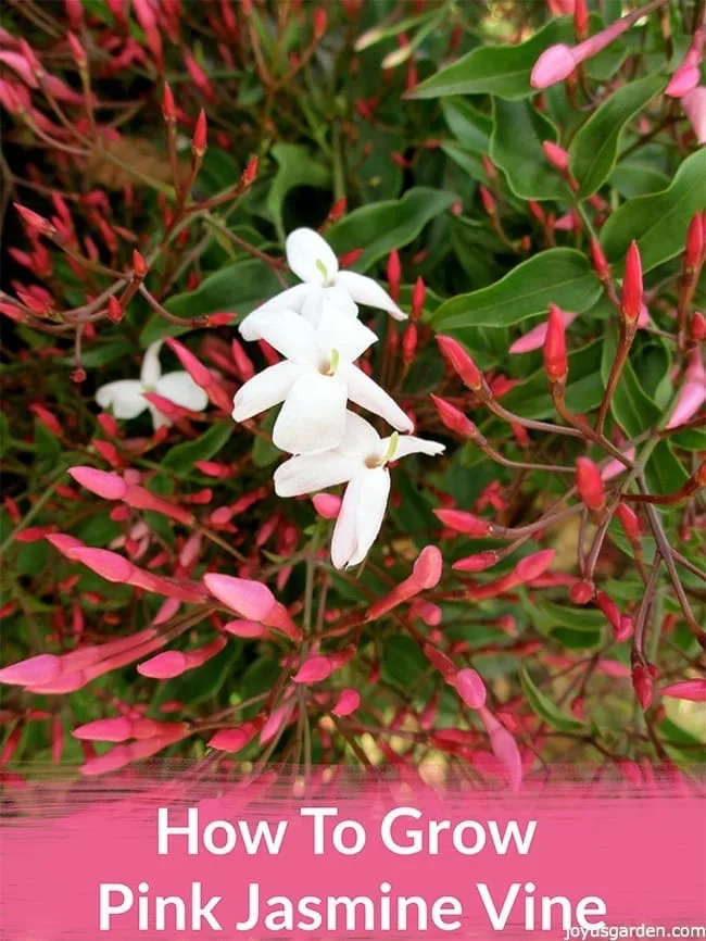 How to Grow Pink Jasmine Vine