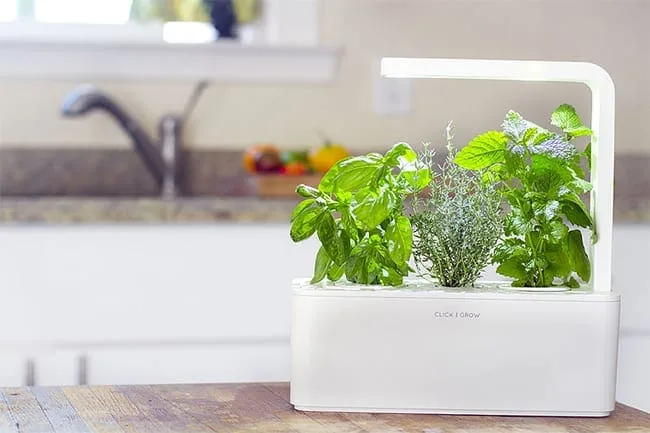 How to Grow Your Own Organic Food Indoors