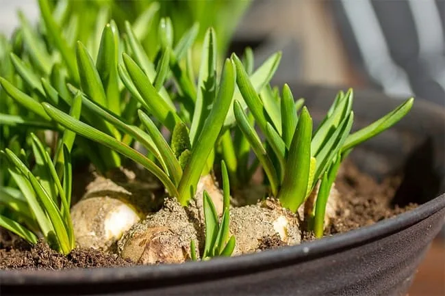 How to Grow Your Own Organic Food Indoors