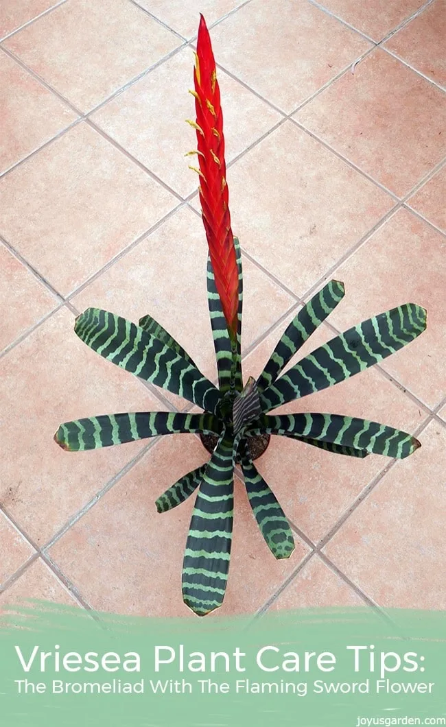 a vriesea bromeliad with a tall orange flower sits on a patio floor the text reads Vriesea Plant Care Tips: The Bromeliad With The Flaming Sword Flower