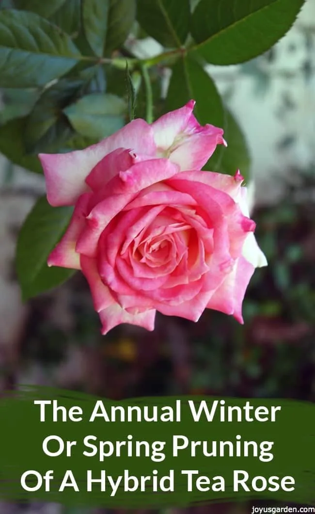 Hybrid Tea Rose: Annual Winter or Spring Pruning