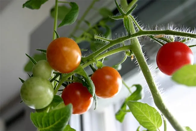 How to Grow Your Own Organic Food Indoors