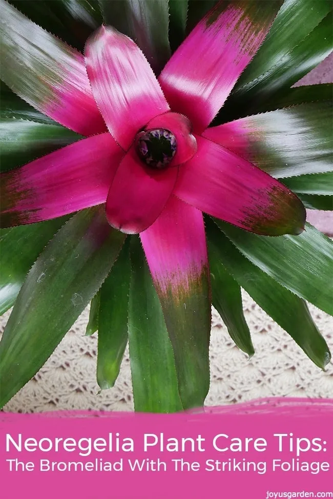 close up of a green & deep pink neoregelia the text reads Neoregelia Plant Care Tips: The Bromeliad With The Striking Foliage