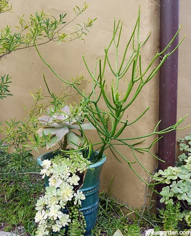 What To Do With Broken Plant Pots