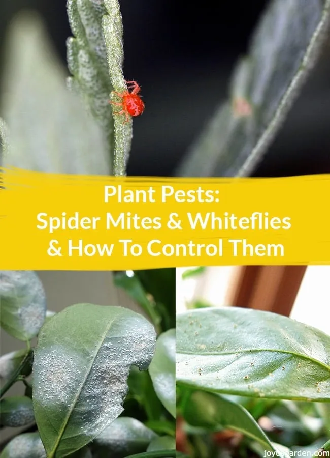 a collage which includes a spider mite crawling on a leaf & 2 leaves with whiteflies the text reads Plant Pests: Spider Mites & Whiteflies & How To Control Them