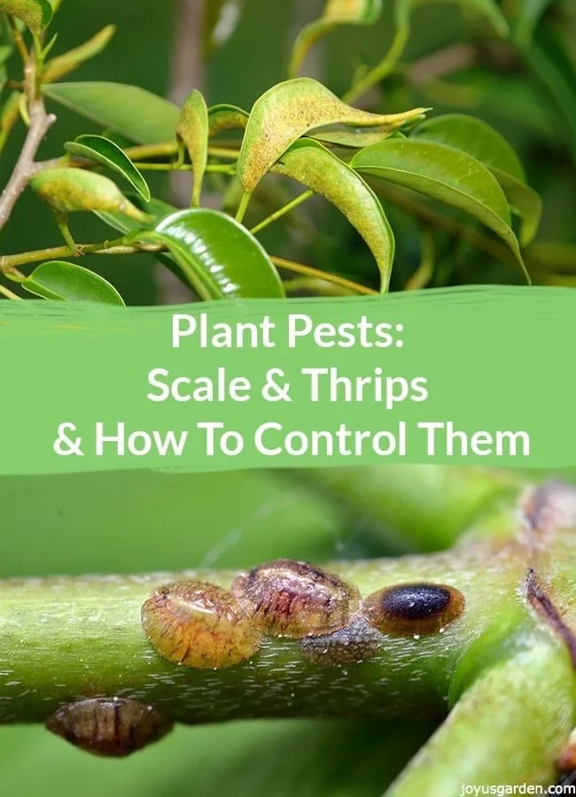 2 pictures of plants 1 with scale & 1 with thrips the text in the middle reads Scale & Thrips & How To Control Them