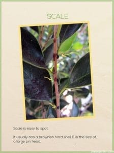 Plant Pests: Scale & Thrips and How To Control Them