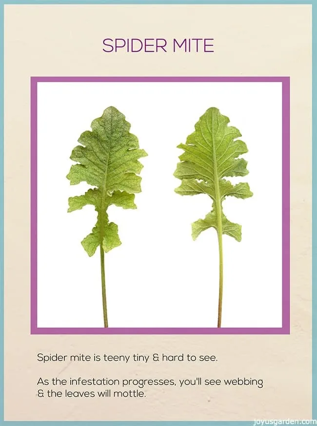 Diagram of leaves that have been infested by spider mites. 