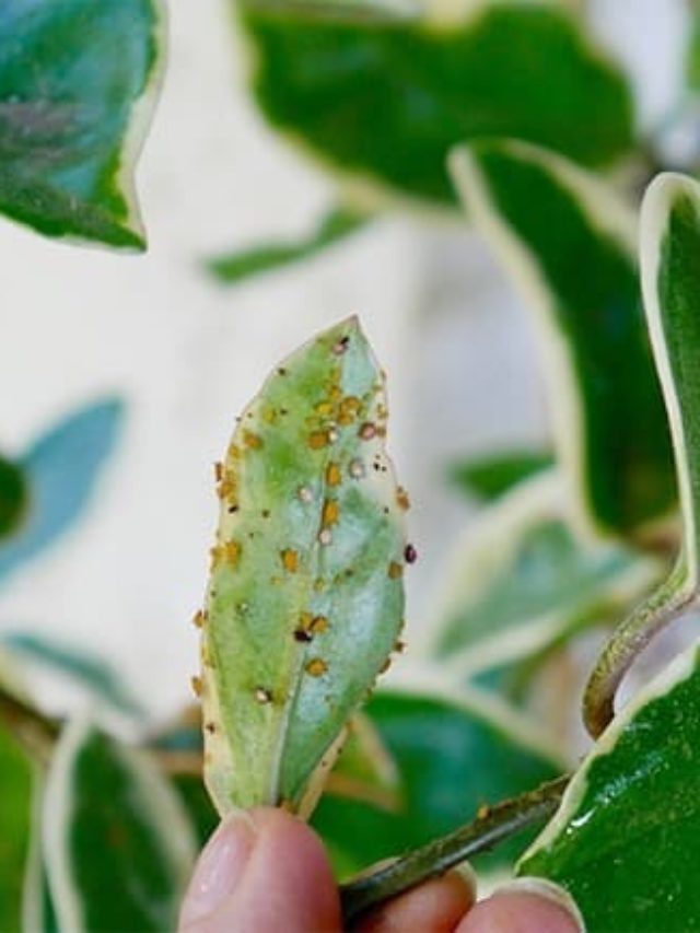 Aphids On Plants & Mealybugs On Plants: A Guide To Control