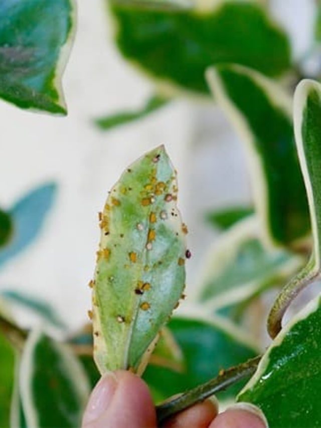 cropped-aphids-on-the-underside-of-a-leaf.jpg