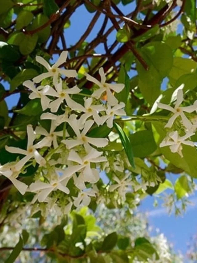 Star Jasmine Care Guide | JoyUsGarden