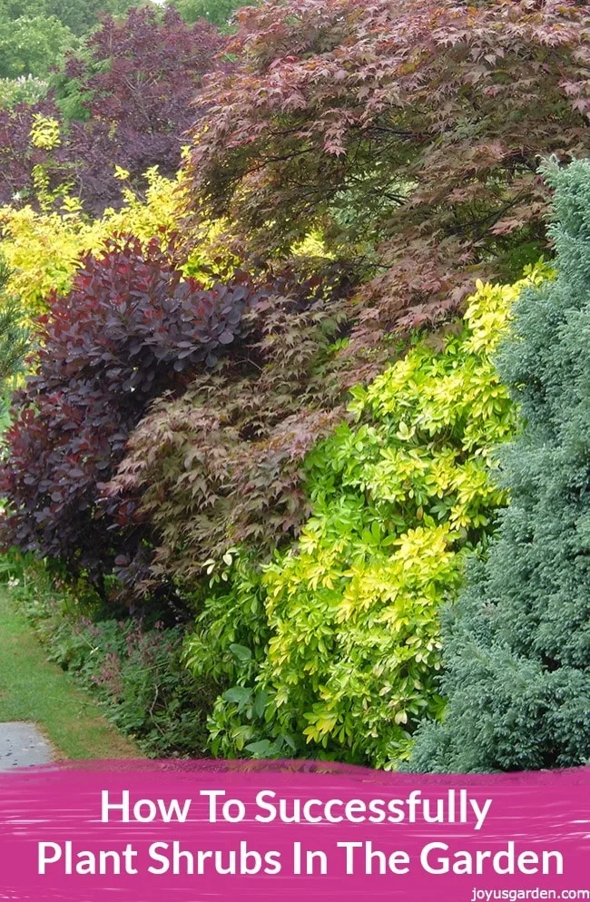 large chartreuse, burgundy & grey green shrubs grow in a garden the text reads how to successfully plant shrubs in the garden