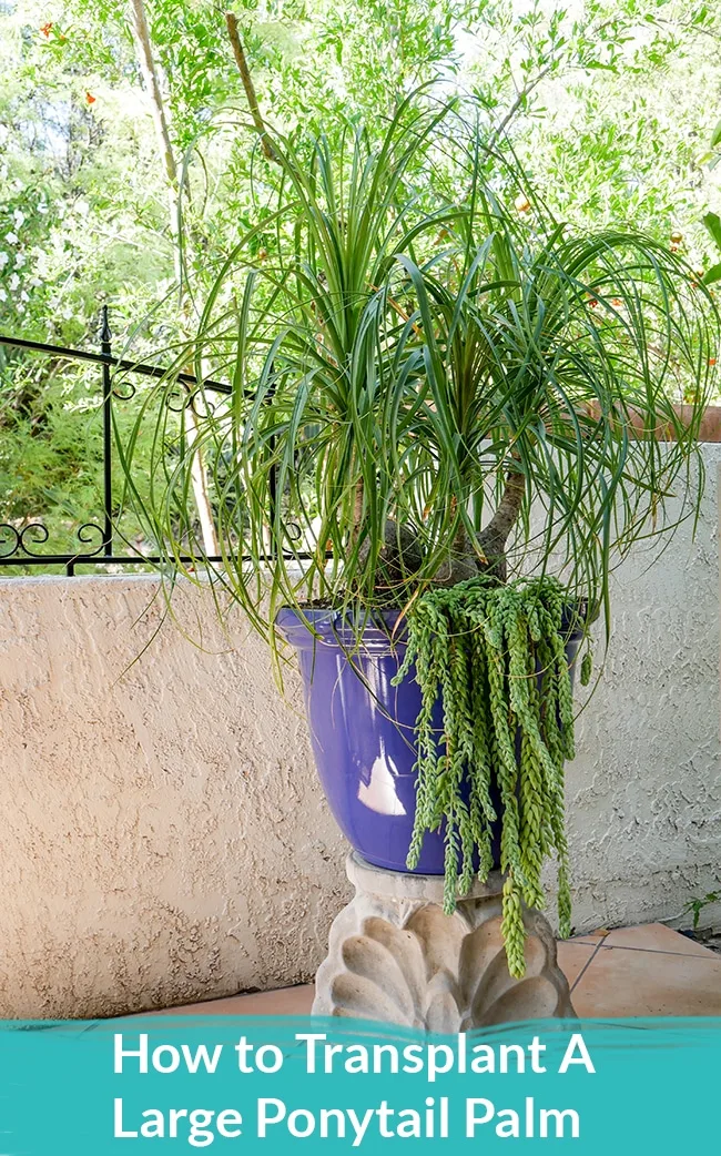 How To Transplant A Large Ponytail Palm