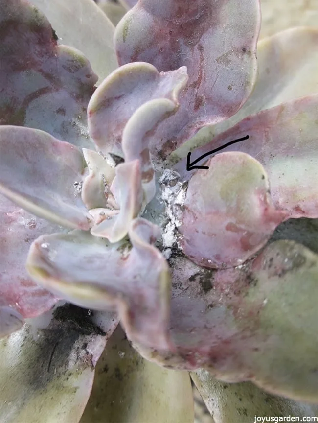 mealybugs in the nodes of a succulent