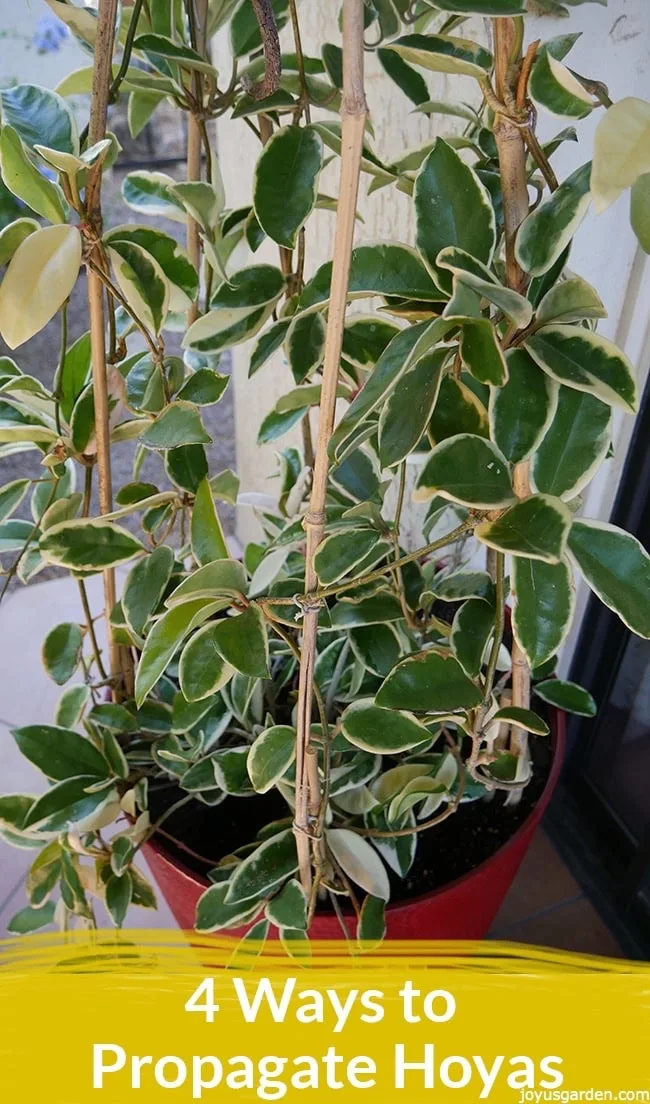 a variegated hoya trained to climb up & over bamboo hoops grows in a tall red pot the text reads 4 ways to propagate hoyas